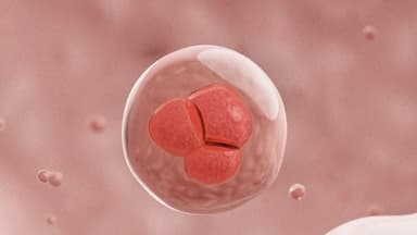 Cómo las células envejecidas vuelven a convertirse en células madre para reparar el cuerpo