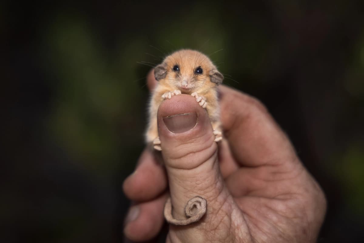 Un zarigüeya pigmea occidental se posa sobre el pulgar de un ecólogo. La zarigüeya fue capturada durante un estudio de mamíferos en el Refugio de Vida Silvestre del Río Occidental, en la Isla Canguro. (Cortesía de Brad Leue/Australian Wildlife Conservancy).