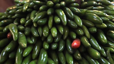 Alerta de EE. UU. activa en México investigación por casos de salmonela asociados a jalapeños