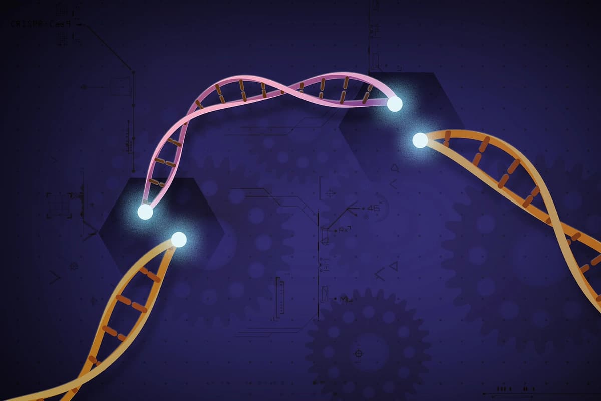 Una ilustración muestra CRISPR, una tecnología de edición genética que permite a los científicos modificar secciones seleccionadas del ADN. (Cortesía de Ernesto del Águila III/Instituto Nacional de Investigación del Genoma Humano)