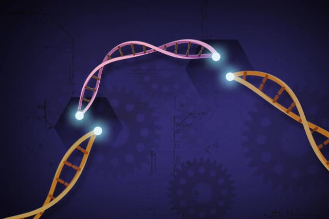 Una ilustración muestra CRISPR, una tecnología de edición genética que permite a los científicos modificar secciones seleccionadas del ADN. (Cortesía de Ernesto del Águila III/Instituto Nacional de Investigación del Genoma Humano)