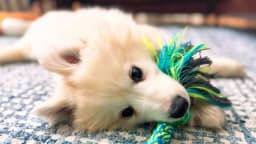 Una nueva oportunidad en la vida: Cómo los samoyedos abandonados encontraron un hogar definitivo