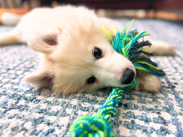 Benny, uno de los cachorros rescatados. Su cola, congelada, necesitará ser amputada, y le falta pelo en las patas por haber vivido a la intemperie durante el invierno. Ahora está en su hogar adoptivo. (Timothy Gebhart)