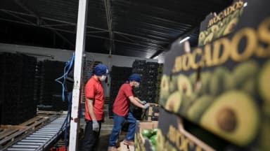 Estados Unidos reanuda parcialmente las inspecciones de aguacate en México