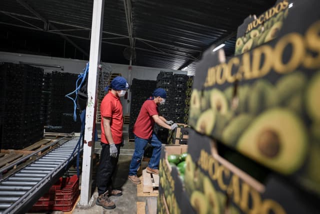 Se ve a trabajadores en una planta empacadora de aguacate en el municipio de Ario de Rosales, Michoacán, México, el 17 de abril de 2026. (Alfredo Estrella/AFP vía Getty Images)