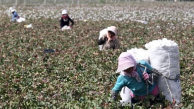 Beijing sanciona a 2 laboratorios de EE. UU. que pueden demostrar dónde creció el algodón