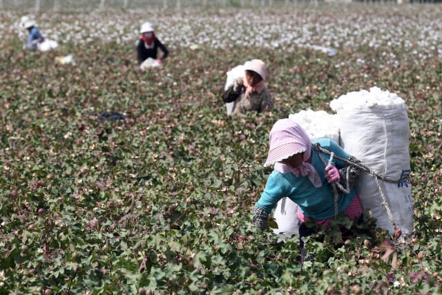 Esta foto, tomada el 20 de septiembre de 2015, muestra a agricultores chinos recolectando algodón en los campos durante la temporada de cosecha en Hami, en la región de Xinjiang, al noroeste de China. STR/AFP vía Getty Images