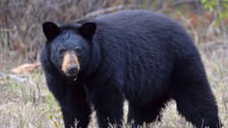 Niña resulta herida tras ser atacada por un oso en la terraza de su patio trasero, cerca de Vancouver