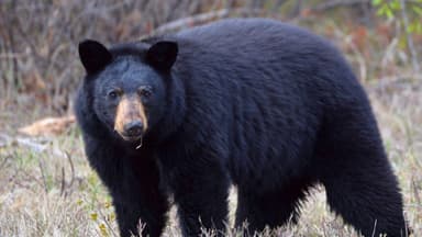 Niña resulta herida tras ser atacada por un oso en la terraza de su patio trasero, cerca de Vancouver