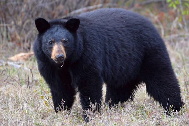 Un oso negro se encuentra cerca del lateral de la autopista 881, cerca de Conklin, Alberta, el 10 de mayo de 2016. (The Canadian Press/Jonathan Hayward).