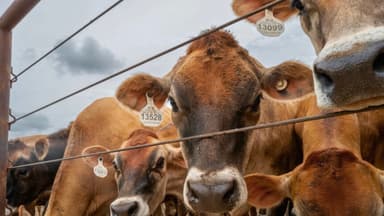 ¿Por qué producen leche los novillos?