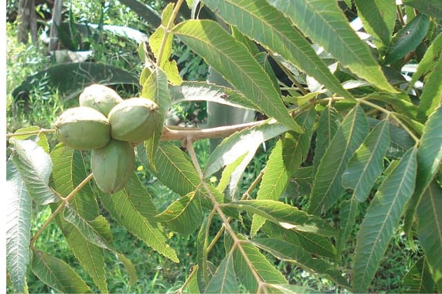 Un pecán o Carya illinoinensis, una especie de planta juglandácea del género Carya, con su fruto, pacana, pecana, nuez de pecán, nuez de la isla o nuez encarcelada. (Ana Beatriz Vega González, CC BY-SA 4.0 vía Wikimedia Commons)