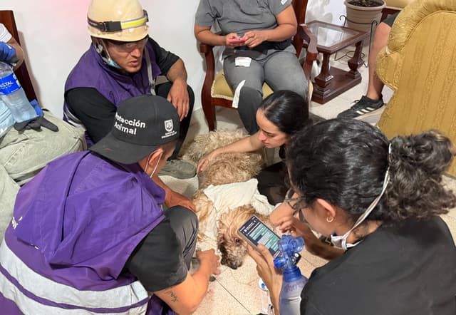 Personal de Protección animal revisan a Antonio, un perro rescatado con vida a más de nueve metros de profundidad entre los escombros de un edificio de Torres del Limonar, este miércoles en Cali, Colombia. (EFE/ Mario Baos)