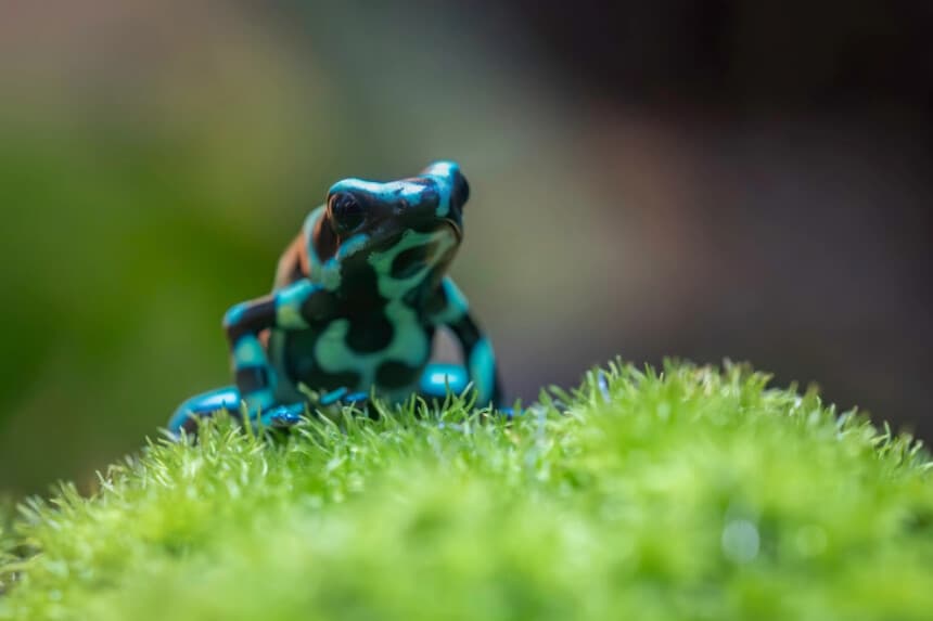Me han dicho que si intentas meter una rana en una olla de agua hirviendo, saltará siempre. (Micha Loibl/Shutterstock).