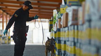 Ecuador descubre 1.2 toneladas de cocaína en un contenedor de banano rumbo a España