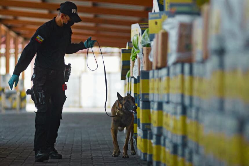 Un miembro de la Unidad de Información Portuaria de la Policía Antinarcóticos y un perro revisan cajas de plátanos con destino a Italia en el puerto de Guayaquil, Ecuador, el 12 de abril de 2022. (MARCOS PIN/AFP vía Getty Images)