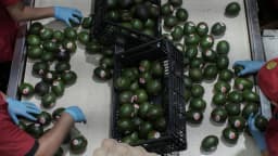 EE. UU. reanuda toda la inspección al aguacate que importa de México tras refuerzo de la seguridad