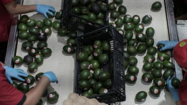 EE. UU. reanuda toda la inspección al aguacate que importa de México tras refuerzo de la seguridad
