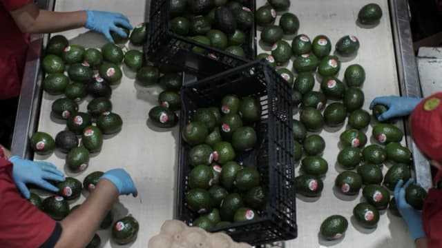 EE. UU. reanuda toda la inspección al aguacate que importa de México tras refuerzo de la seguridad