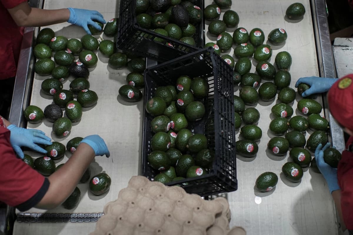 Empleados trabajan en un almacén de embalaje de aguacate en Tacámbaro de Codallos, Michoacán, México, el 6 de agosto de 2026. (Ivan Arias/Reuters)