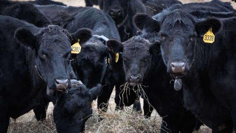 Un libro para colorear del USDA pone al descubierto la guerra del gobierno contra las vacas