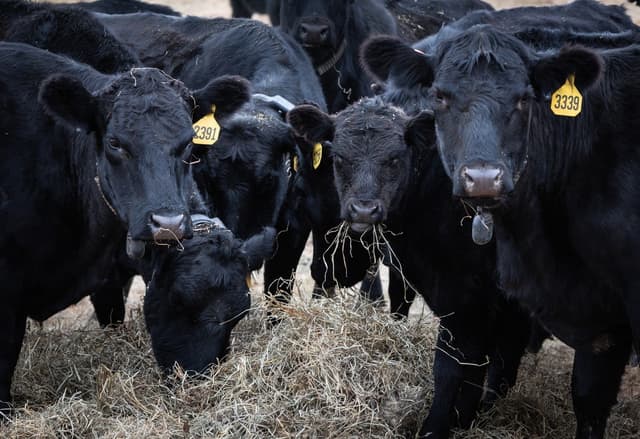 El 14 de octubre de 2025, vacas alimentadas con pasto pastan libremente en el rancho de R.C. y Annia Carter, en las afueras de Ten Sleep, Wyoming. (John Fredricks/The Epoch Times)