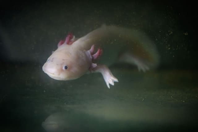 Esta fotografía muestra un ajolote, Ambystoma mexicanum, en las cuevas del CNRS (Centro Nacional de Investigación Científica) de Moulis, donde se crían y estudian especies acuáticas subterráneas, en Moulis, al suroeste de Francia, el 8 de julio de 2026. (Lionel BONAVENTURE / AFP vía Getty Images)