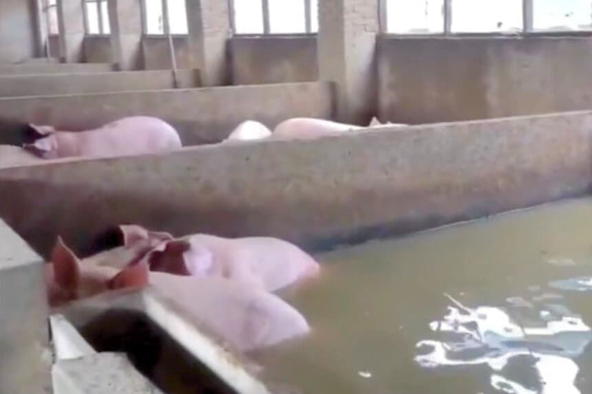 Cerdos en medio de las aguas de una inundación en una granja de la aldea de Wangcao, en el condado de Fugou, provincia de Henan, China, el 15 de agosto de 2026. Posteriormente, la familia trasladó a 194 cerdos de la propiedad inundada. (Cortesía de los entrevistados).