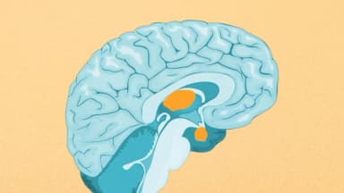 El consumo de ultra procesados se asocia con menor tamaño de regiones del cerebro en niños