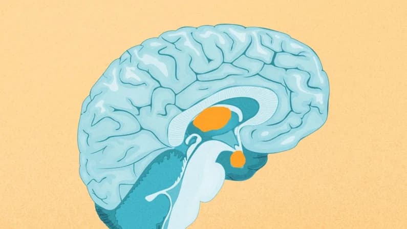 El consumo de ultra procesados se asocia con menor tamaño de regiones del cerebro en niños