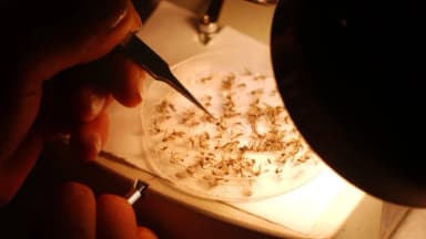 Michigan registra el primer caso de encefalitis equina en humanos desde 2021