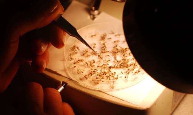 Un entomólogo identifica especies de mosquitos en Dragon Mosquito Control, en Northampton, N.H., el 9 de junio de 2005. (Darren McCollester/Getty Images)