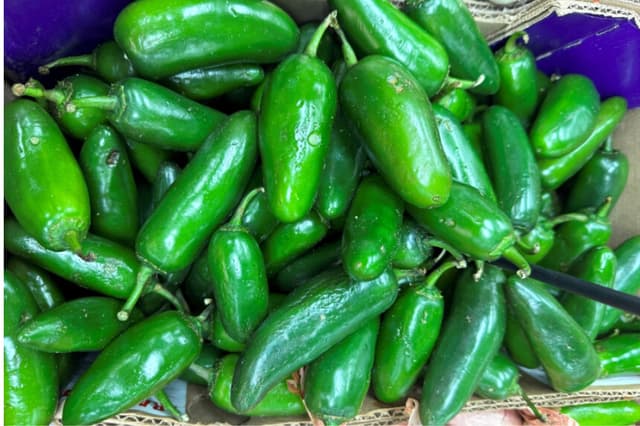Jalapeños en un supermercado en Alexandria, Virginia, el 10 de agosto de 2026. (Kevin Lamarque/Reuters).