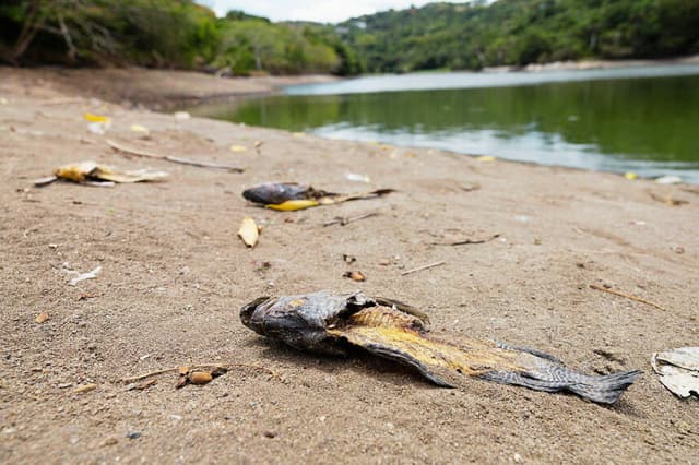 Peces muertos yacen a lo largo de la costa expuesta del Embalse de Carraizo, uno de los principales embalses que abastecen al área metropolitana de San Juan, durante un racionamiento de agua impuesto por el gobierno en medio de una grave sequía en Trujillo Alto, Puerto Rico, el 6 de agosto de 2026. (Ricardo ARDUENGO / AFP vía Getty Images)