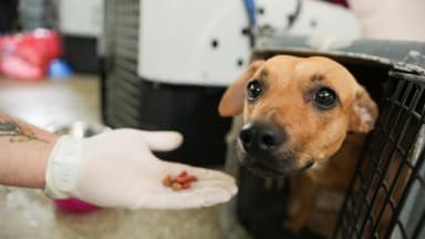 Tras el terremoto en Colombia, perros y gatos esperan volver con sus dueños