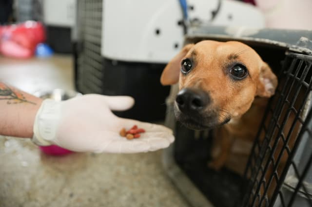 Un voluntario ofrece comida a un perro en el Centro de Bienestar Animal (CBA) este miércoles, en Cali, Colombia. (EFE/ Ernesto Guzmán)