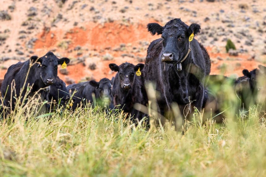 El 14 de octubre de 2025, las vacas pastan en el rancho de R.C. y Annia Carter, en las afueras de Ten Sleep, Wyoming. (John Fredricks/The Epoch Times).