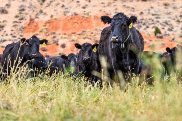 El 14 de octubre de 2025, las vacas pastan en el rancho de R.C. y Annia Carter, en las afueras de Ten Sleep, Wyoming. (John Fredricks/The Epoch Times).