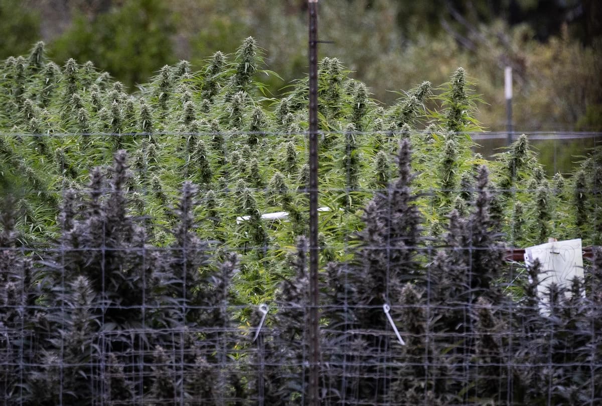Agricultores cultivan marihuana en las afueras de Covelo, California, el 9 de octubre de 2025. (John Fredricks/The Epoch Times)