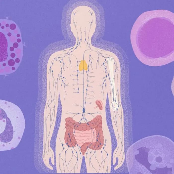 Por qué envejece el sistema inmunológico y cómo ralentizarlo. (Ilustración de The Epoch Times, Shutterstock).