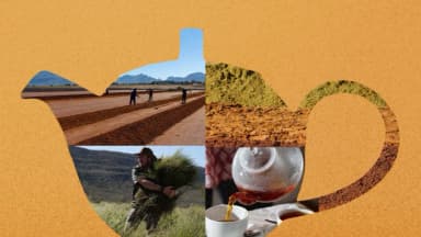 El té de rooibos puede reducir la inflamación y proteger su cerebro