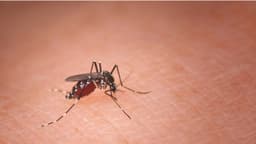 Por qué los diferentes mosquitos prefieren a diferentes personas