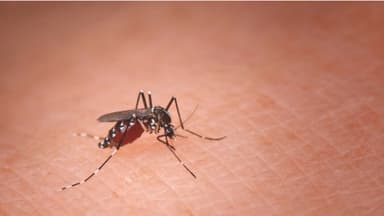 Por qué los diferentes mosquitos prefieren a diferentes personas