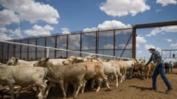 México espera enviar 1500 cabezas de ganado diarias a EE. UU. tras anunciar la reapertura al ganado mexicano