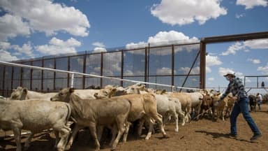 México espera enviar 1500 cabezas de ganado diarias a EE. UU. tras anunciar la reapertura al ganado mexicano