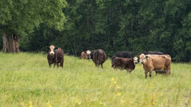 No se puede repoblar el hato ganadero estadounidense con carne extranjera