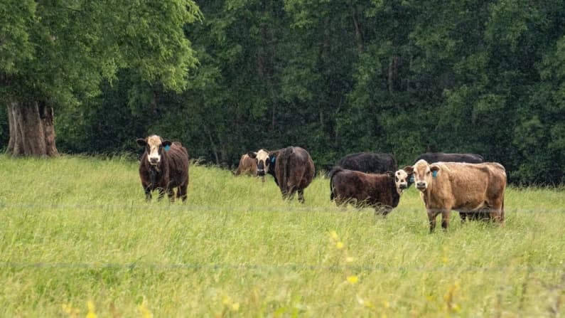 No se puede repoblar el hato ganadero estadounidense con carne extranjera