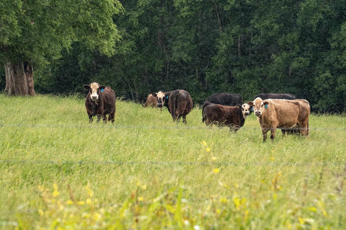 El 13 de mayo de 2025, ganado pasta en un campo tratado con lodos residuales, conocidos como biosólidos, en el condado de Blount, Alabama. (Samira Bouaou/The Epoch Times).