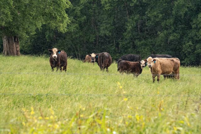 El 13 de mayo de 2025, ganado pasta en un campo tratado con lodos residuales, conocidos como biosólidos, en el condado de Blount, Alabama. (Samira Bouaou/The Epoch Times).