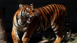 Hallan más de 130 animales exóticos algunos en peligro de extinción durante operativo contra "huachicol"
